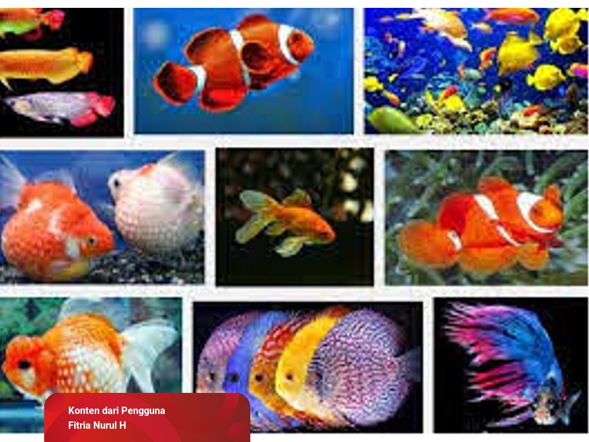 6600 Jual Ikan Hias Air Laut Di Bandung Terbaru