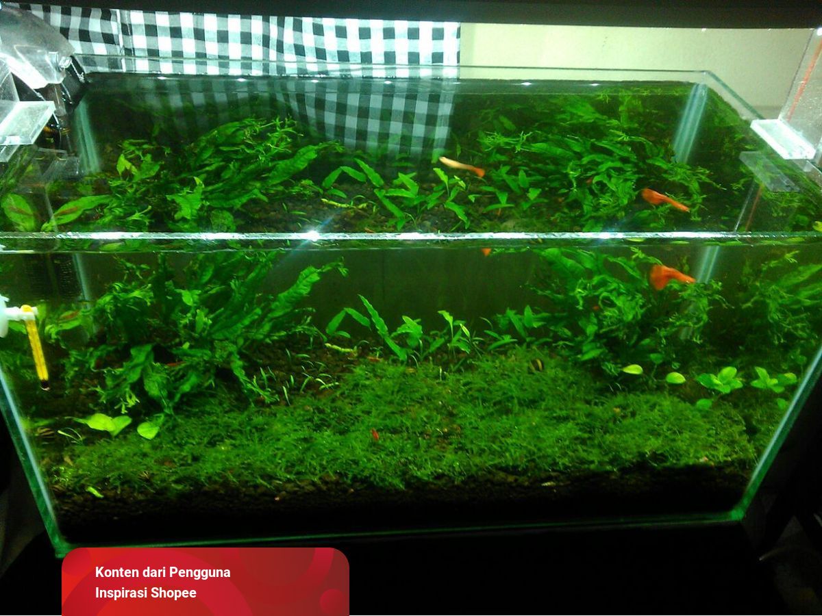 480 Koleksi Contoh Lampu Aquarium Gratis