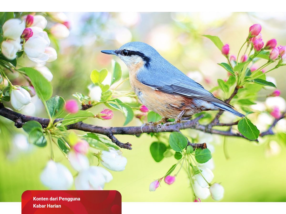 Alat dan Sistem Pernapasan Burung: Paru-Paru hingga Pundi-Pundi Udara |  kumparan.com