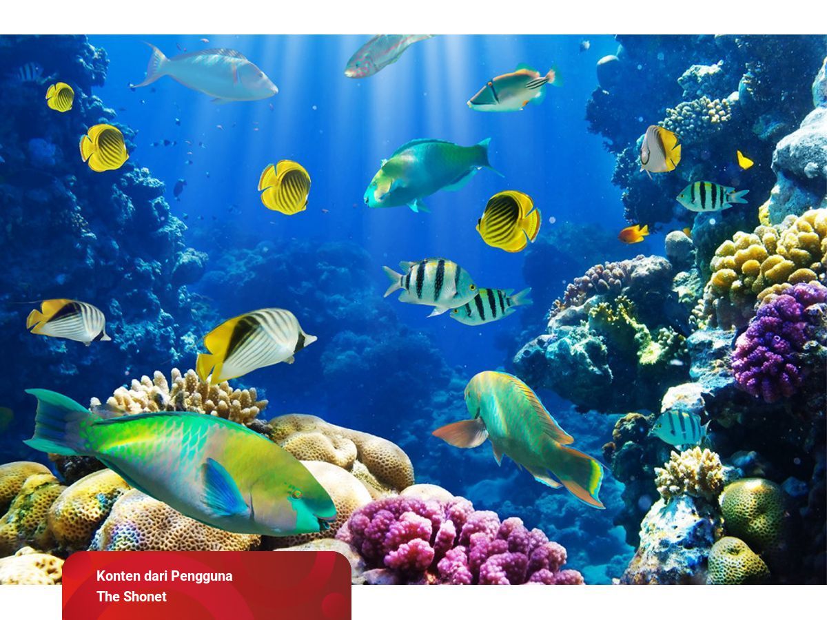 Apa Sih Artinya Jika Kamu Bermimpi Tentang Ikan Ahli Tafsir Mimpi Akan Membantumu Mengetahuinya Kumparan Com