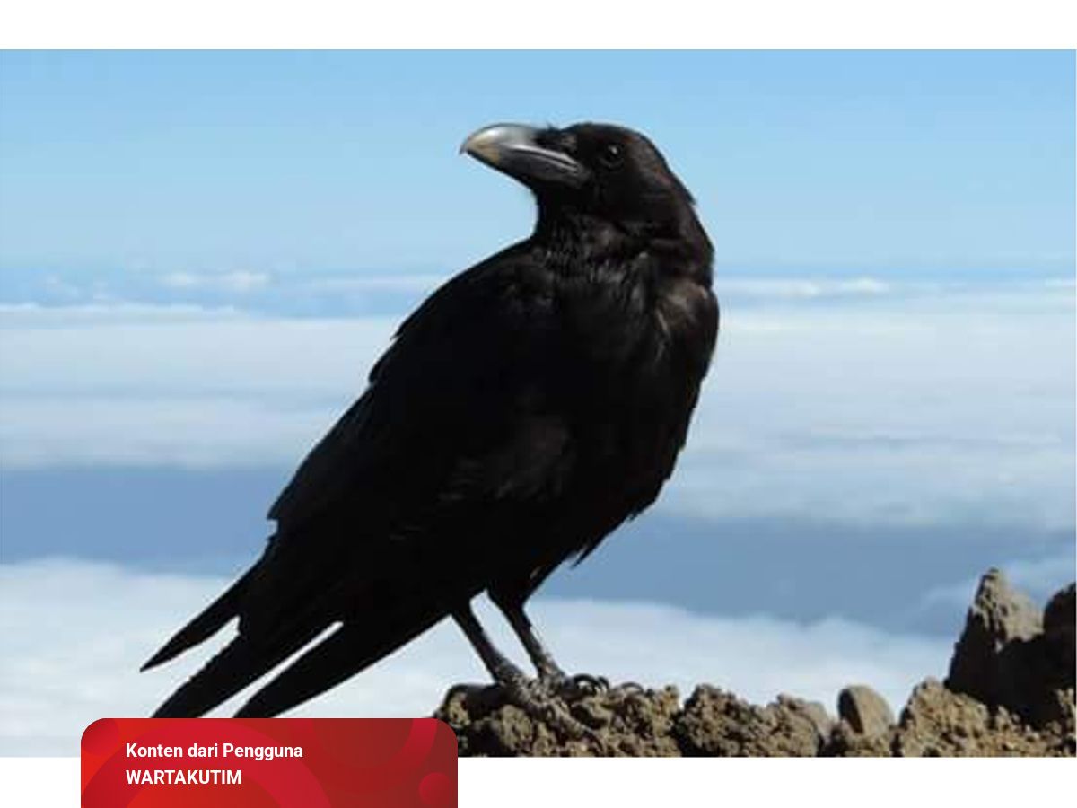 61 Koleksi Gambar Burung Gagak HD Terbaru