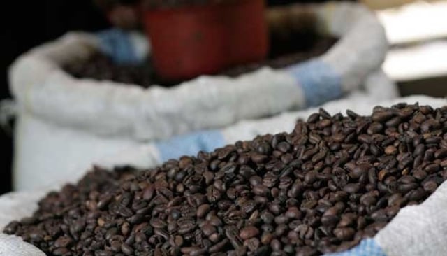 Pohon kopi liberika di perkebunan Jambi