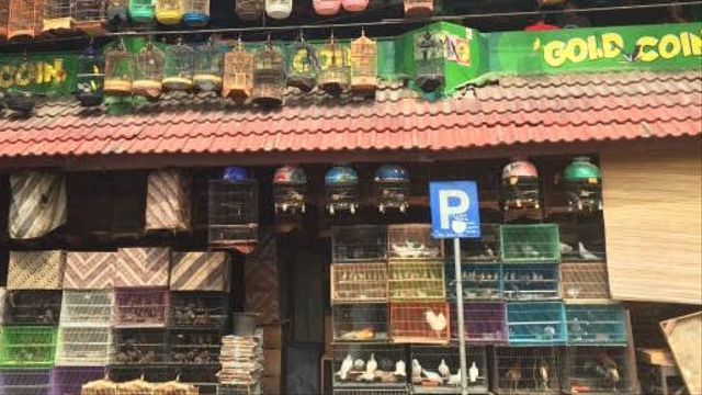 Penjual burung sedang menjual aneka burung di Pasar Burung Splendid