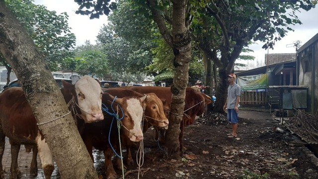 Pedagang Sapi di Pasar Hewan Kecamatan Kras