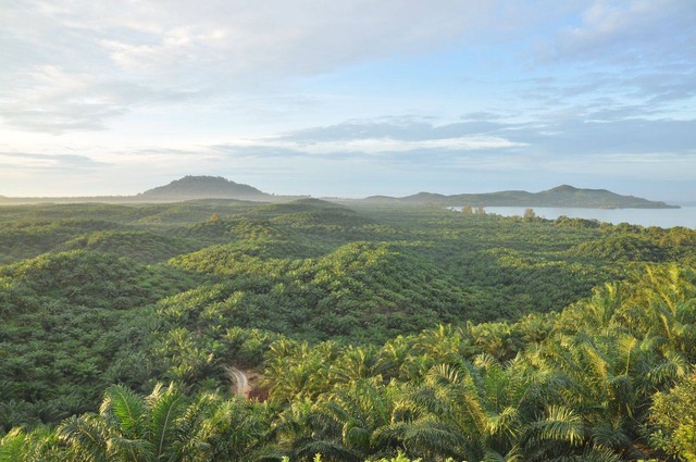 PTPN III perkebunan kelapa sawit di Sumatera