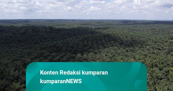 replanting kebun sawit oleh petani plasma mitra Asian Agri
