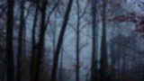 woods-in-the-fog-1518285.jpg