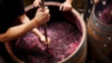 kumplus-Wine - Pembuatan wine