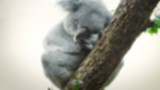 Ilustrasi koala