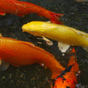 Ikan Mas Koki
