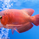 Ikan Arwana