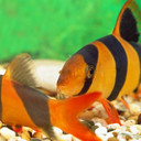 Ikan
