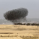 Burung Jalak