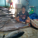 Ikan Tuna