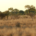Afrika Selatan