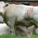 Sapi Biru Belgia
