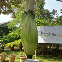 Bunga Bangkai