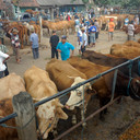 Peternakan Sapi