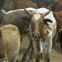 Sapi Brahman