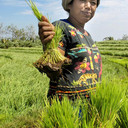 Pupuk Indonesia
