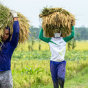 Buruh Tani