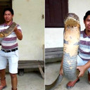 King Cobra Kalimantan
