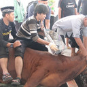 Sapi Kurban Lepas