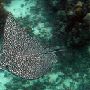 Ikan Pari