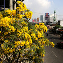 Bunga Tabebuya