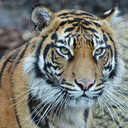 Harimau Sumatera