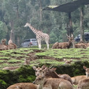 Taman Safari Bogor