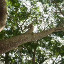 Pohon