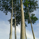 Pohon Sengon
