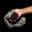 Kopi Sumatra