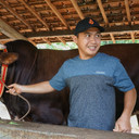 Sapi Presiden
