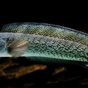 Ikan Channa Barca