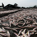 Penangkapan Ikan Terukur