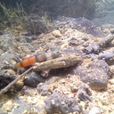Ikan Gobi