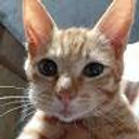 Angelica Cindhana Florensa