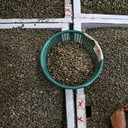 Kopi Arabika