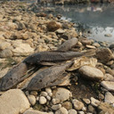 Ikan Sapu-Sapu di Sungai Ciliwung