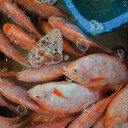 Ikan Nila