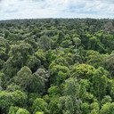 Taman Nasional Tesso Nilo
