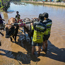 Karapan Sapi