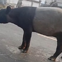 Tapir Viral di Lampung Disembelih