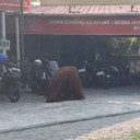 Orang Utan Solo Safari Lepas
