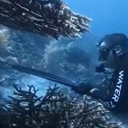 WN China Bunuh-Makan Penyu di Raja Ampat