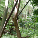 Hutan Kota di Jakarta