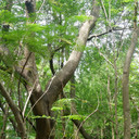 Hutan Kota