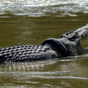 Buaya Berkalung Ban